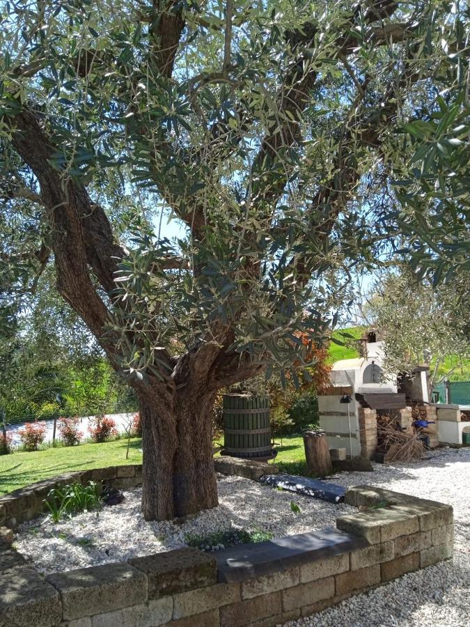 Sotto L'Ulivo Bed & Breakfast Mondavio Екстериор снимка